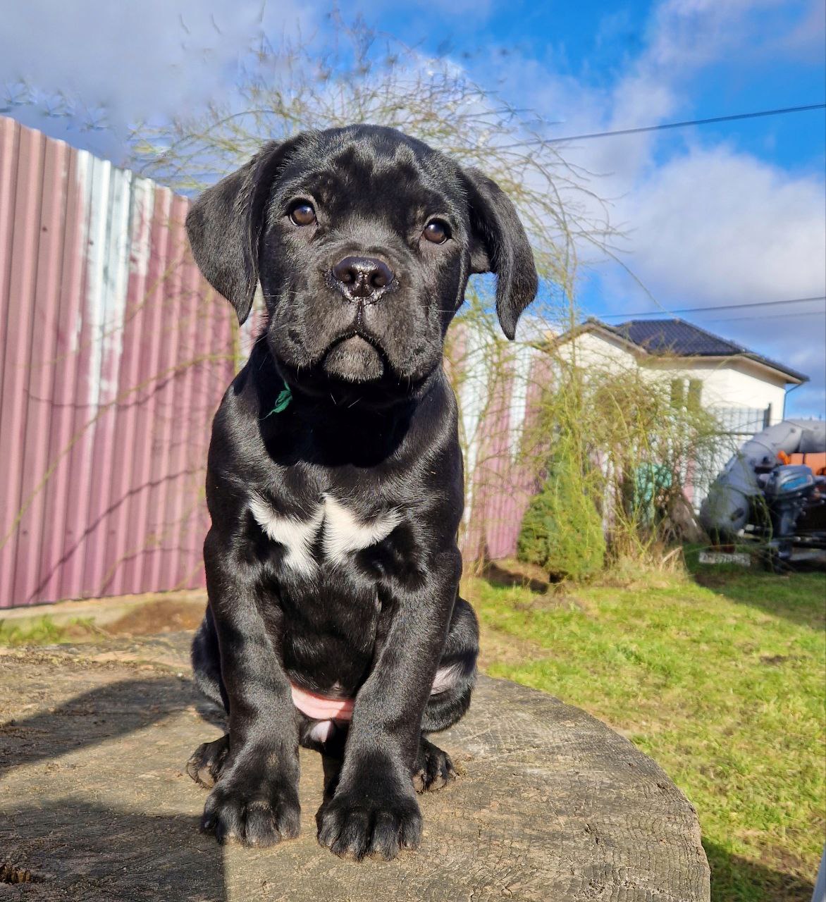 Cane corso puppies — photo