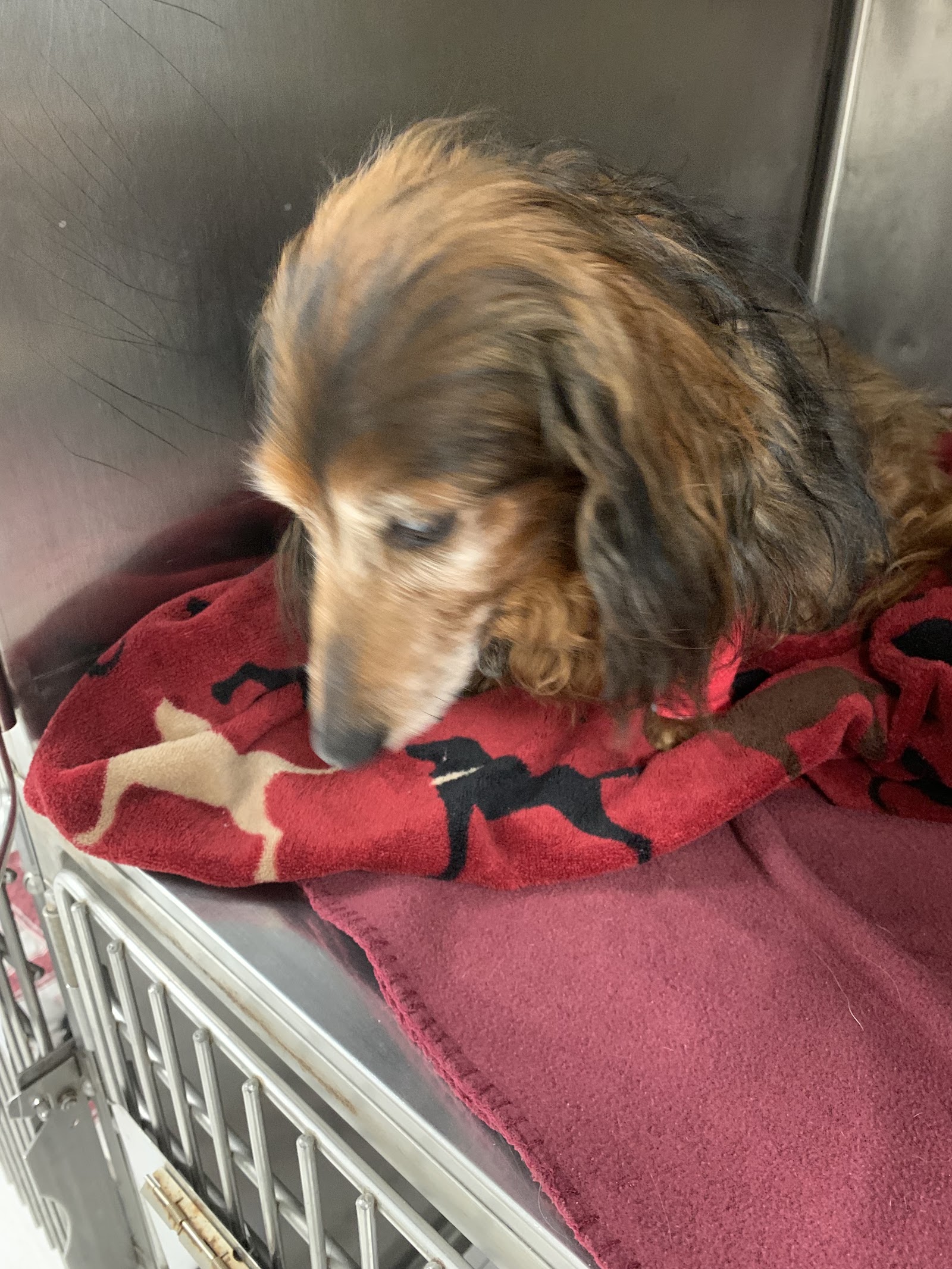 Oakwood Animal Hospital — photo